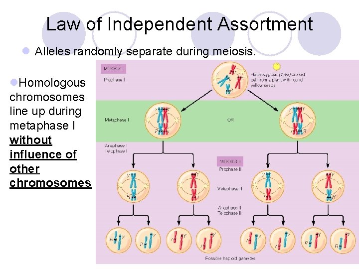 Law of Independent Assortment l Alleles randomly separate during meiosis. l. Homologous chromosomes line