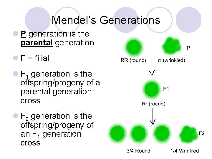 Mendel’s Generations l P generation is the parental generation l F = filial l