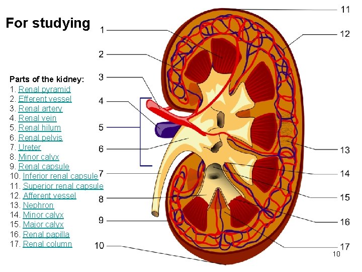 For studying Parts of the kidney: 1. Renal pyramid 2. Efferent vessel 3. Renal
