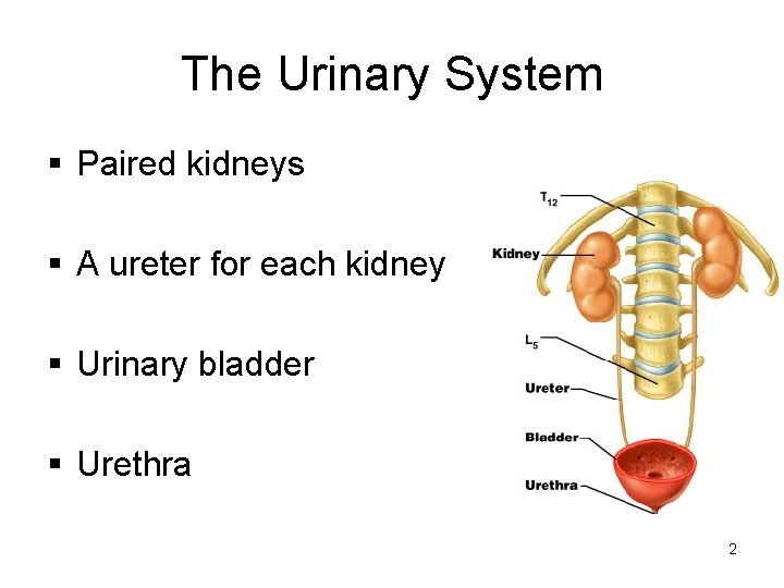 The Urinary System § Paired kidneys § A ureter for each kidney § Urinary