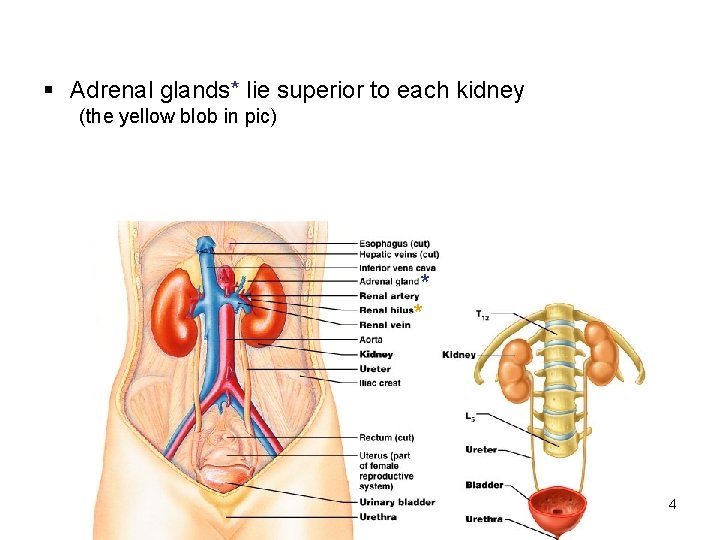 § Adrenal glands* lie superior to each kidney (the yellow blob in pic) *