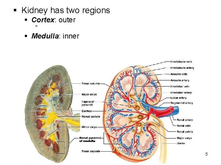 § Kidney has two regions § Cortex: outer ” § Medulla: inner 5 