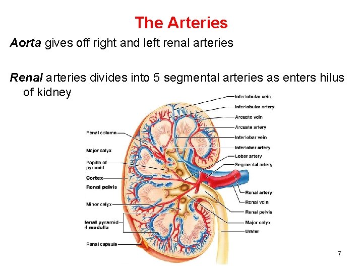 The Arteries Aorta gives off right and left renal arteries Renal arteries divides into