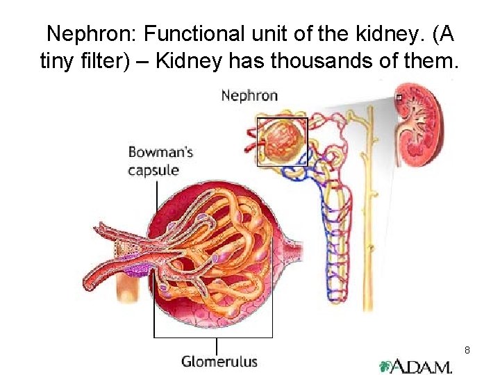 Nephron: Functional unit of the kidney. (A tiny filter) – Kidney has thousands of