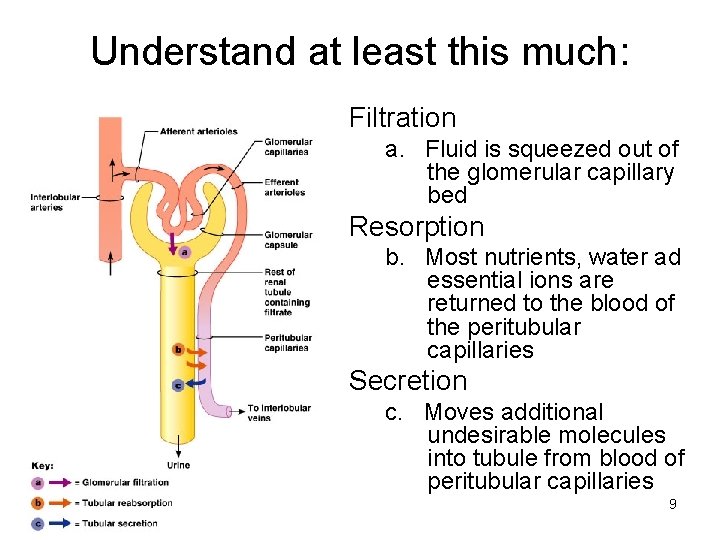 Understand at least this much: Filtration a. Fluid is squeezed out of the glomerular