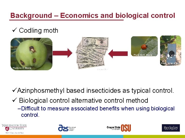 Background – Economics and biological control ü Codling moth Photo by E. Beers Photo