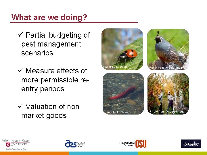 What are we doing? ü Partial budgeting of pest management scenarios ü Measure effects