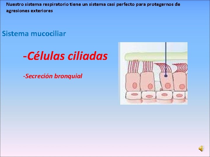 Nuestro sistema respiratorio tiene un sistema casi perfecto para protegernos de agresiones exteriores Sistema