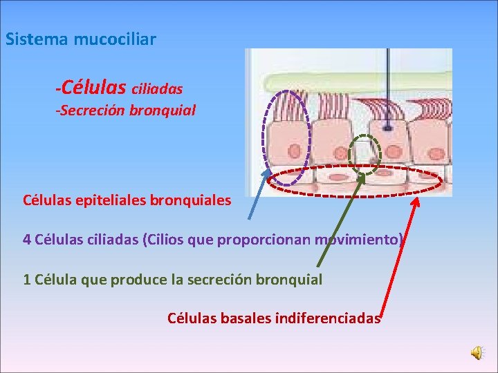 Sistema mucociliar -Células ciliadas -Secreción bronquial Células epiteliales bronquiales 4 Células ciliadas (Cilios que