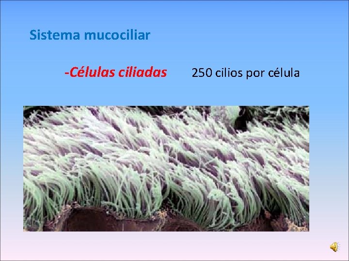 Sistema mucociliar -Células ciliadas 250 cilios por célula 