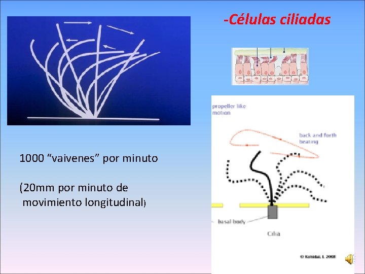 -Células ciliadas 1000 “vaivenes” por minuto (20 mm por minuto de movimiento longitudinal) 