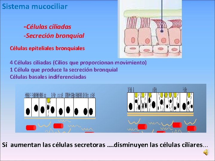 Sistema mucociliar -Células ciliadas -Secreción bronquial Células epiteliales bronquiales 4 Células ciliadas (Cilios que