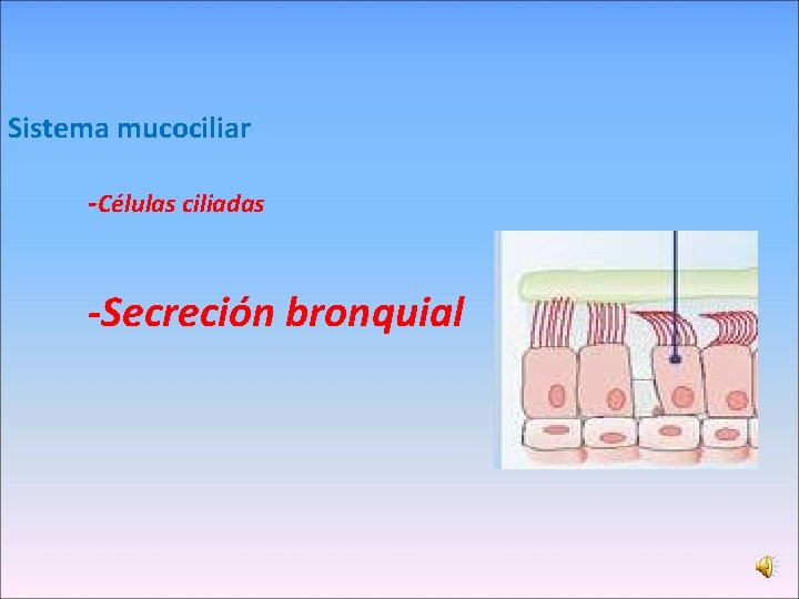 Sistema mucociliar -Células ciliadas -Secreción bronquial 
