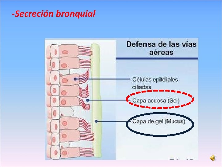 -Secreción bronquial 