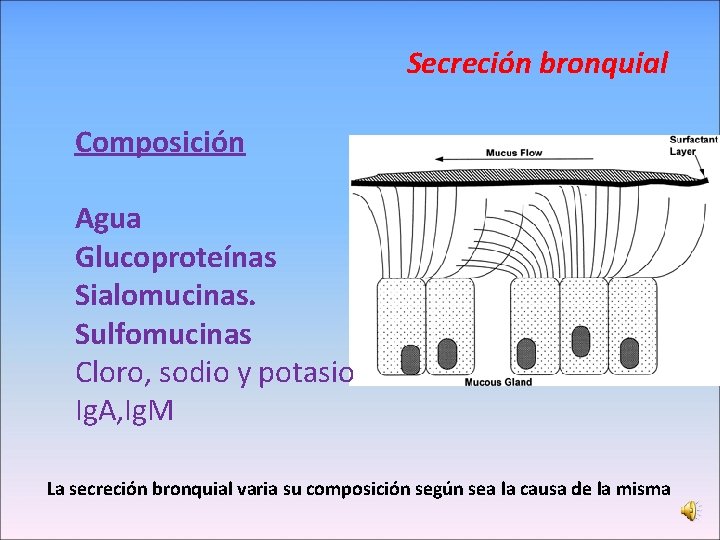 Secreción bronquial Composición Agua Glucoproteínas Sialomucinas. Sulfomucinas Cloro, sodio y potasio Ig. A, Ig.