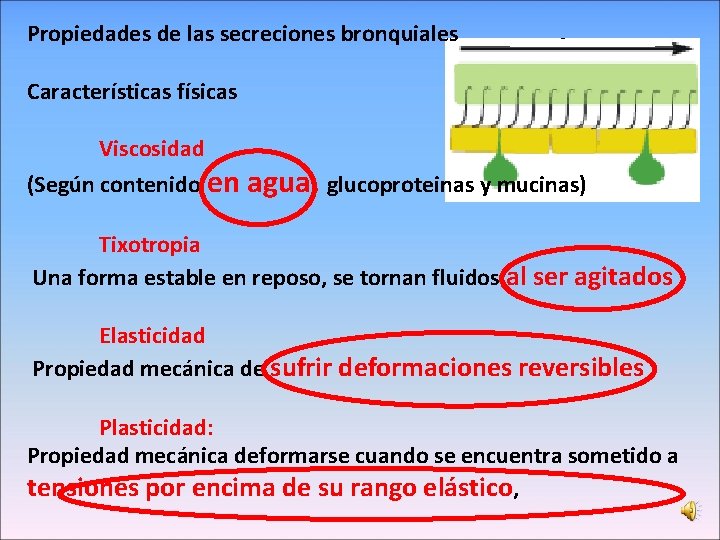 Propiedades de las secreciones bronquiales Características físicas Viscosidad (Según contenido en agua, glucoproteinas y