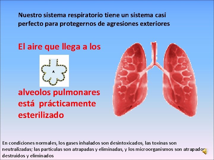 Nuestro sistema respiratorio tiene un sistema casi perfecto para protegernos de agresiones exteriores El