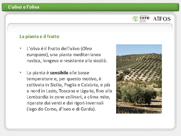 L’ulivo e l’oliva La pianta e il frutto • L’oliva è il frutto dell’ulivo