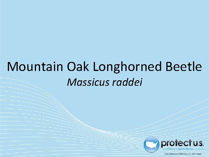 Mountain Oak Longhorned Beetle Massicus raddei 