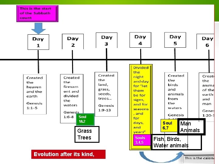 Soul 1&2 Grass Trees Evolution after its kind, Soul 6, 7 Souls 3, 4,