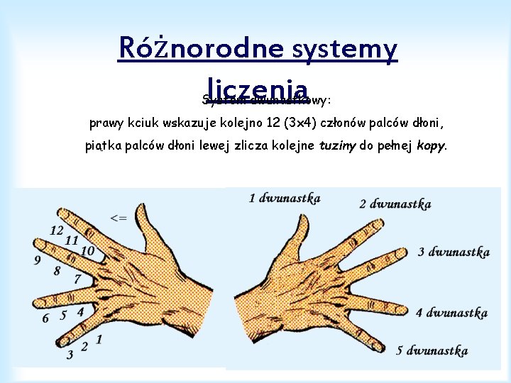 Różnorodne systemy liczenia System dwunastkowy: prawy kciuk wskazuje kolejno 12 (3 x 4) członów