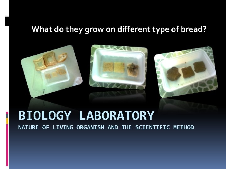 What do they grow on different type of bread? BIOLOGY LABORATORY NATURE OF LIVING