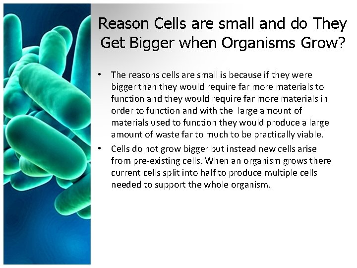 Reason Cells are small and do They Get Bigger when Organisms Grow? • The