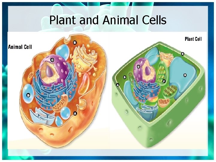 Plant and Animal Cells 