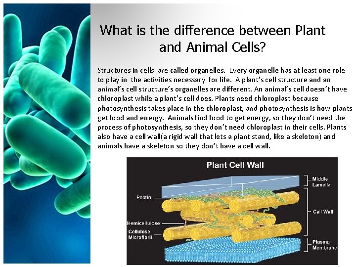 What is the difference between Plant and Animal Cells? Structures in cells are called
