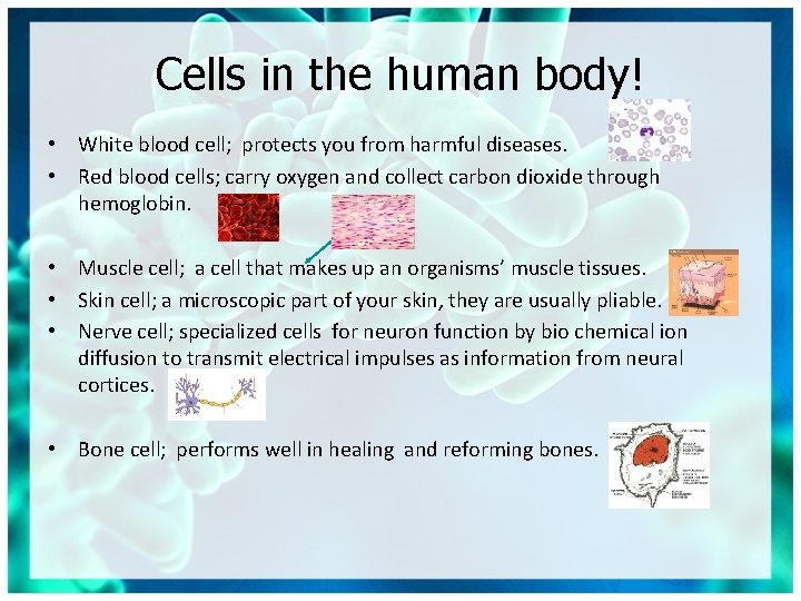 Cells in the human body! • White blood cell; protects you from harmful diseases.