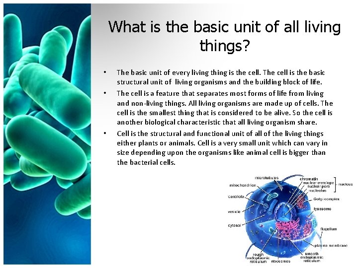 What is the basic unit of all living things? • • • The basic