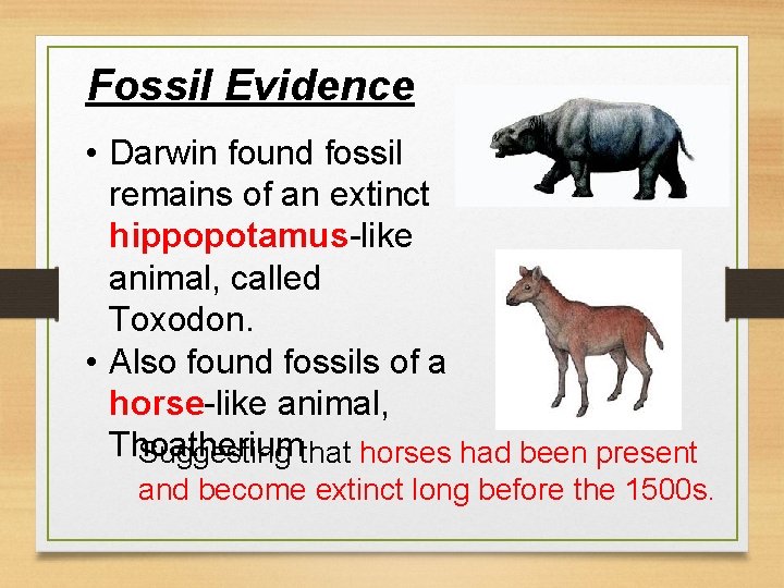 Fossil Evidence • Darwin found fossil remains of an extinct hippopotamus-like animal, called Toxodon.
