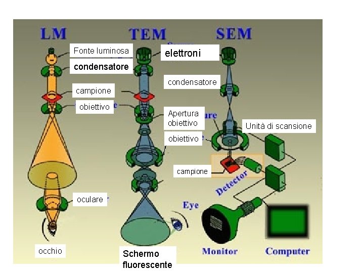 Fonte luminosa elettroni condensatore campione obiettivo condensatore Apertura obiettivo campione oculare occhio Schermo fluorescente