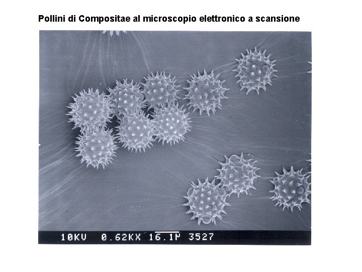 Pollini di Compositae al microscopio elettronico a scansione 
