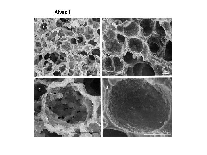 Alveoli 