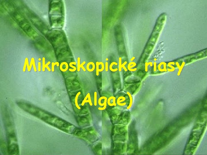 Mikroskopické riasy (Algae) 