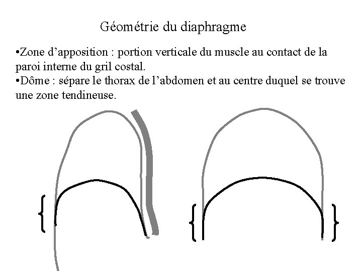 Géométrie du diaphragme • Zone d’apposition : portion verticale du muscle au contact de