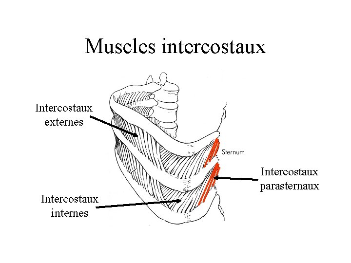 Muscles intercostaux Intercostaux externes Intercostaux parasternaux Intercostaux internes 