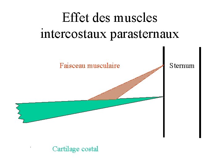 Effet des muscles intercostaux parasternaux Faisceau musculaire Sternum α β Cartilage costal 