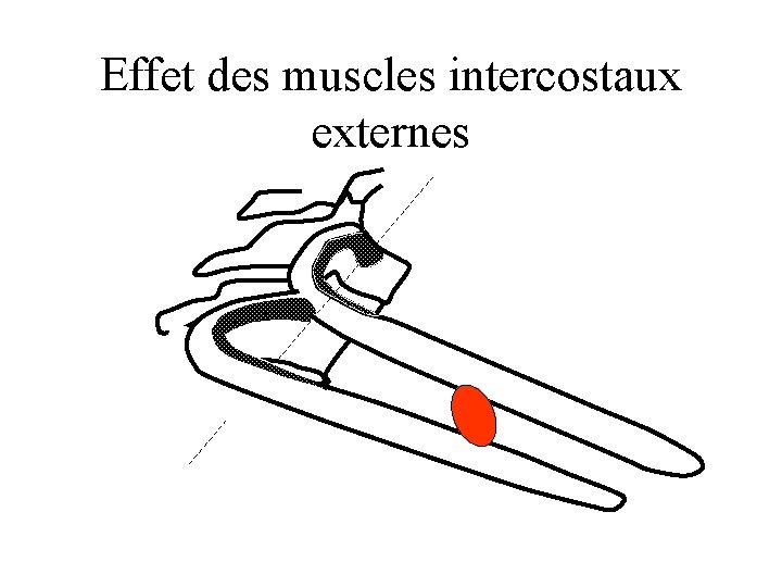 Effet des muscles intercostaux externes 