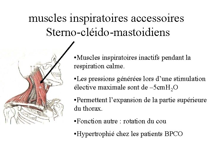 muscles inspiratoires accessoires Sterno-cléido-mastoidiens • Muscles inspiratoires inactifs pendant la respiration calme. • Les