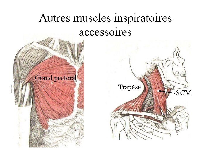 Autres muscles inspiratoires accessoires Grand pectoral Trapèze SCM 