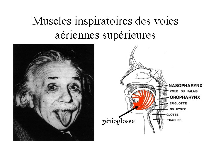 Muscles inspiratoires des voies aériennes supérieures génioglosse 