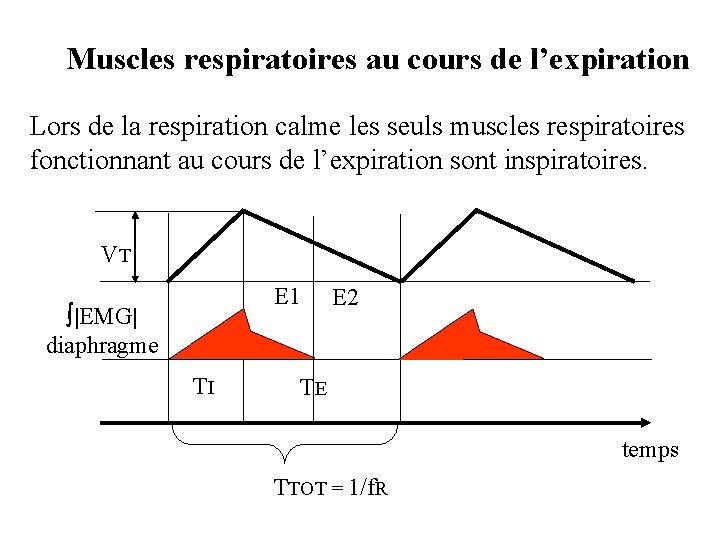 Muscles respiratoires au cours de l’expiration Lors de la respiration calme les seuls muscles