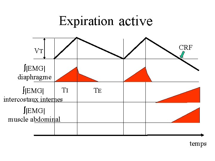 Expiration passive active CRF VT |EMG| diaphragme TI |EMG| intercostaux internes TE |EMG| muscle