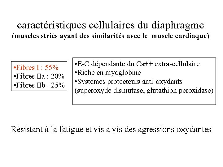 caractéristiques cellulaires du diaphragme (muscles striés ayant des similarités avec le muscle cardiaque) •