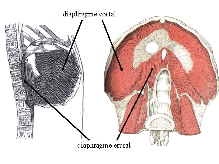 diaphragme costal diaphragme crural 