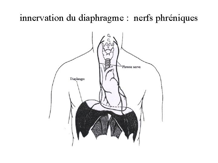 innervation du diaphragme : nerfs phréniques 