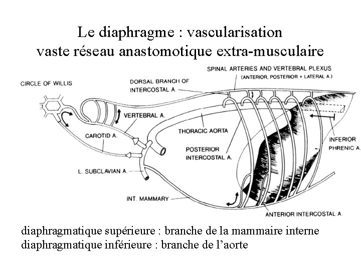 Le diaphragme : vascularisation vaste réseau anastomotique extra-musculaire diaphragmatique supérieure : branche de la