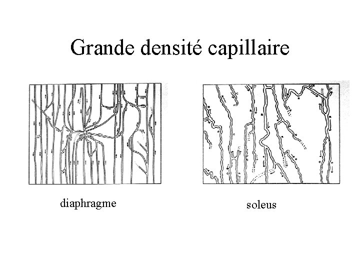 Grande densité capillaire diaphragme soleus 